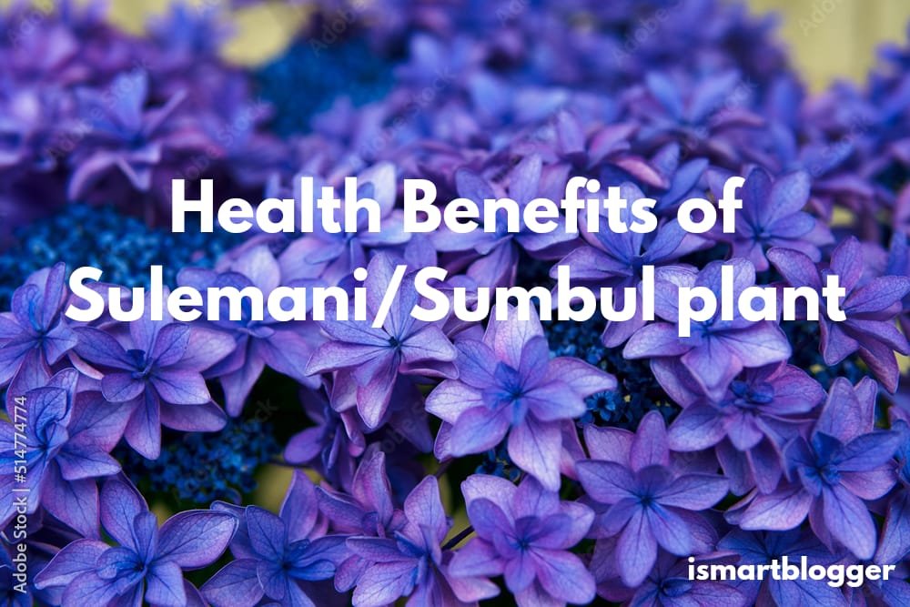 The Lesser-Known Herbal Medicines With Surprising Health Benefits – Sulemani